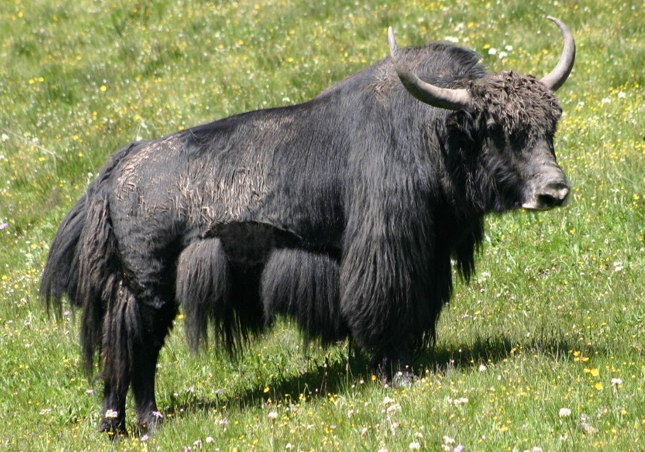 yak cow